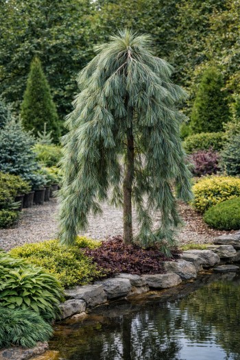 Сосна веймутова Пендула|Pinus strobus `Pendula`|Сосна веймутовая Пендула